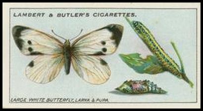 12 Large White Butterfly, Larva and Pupa